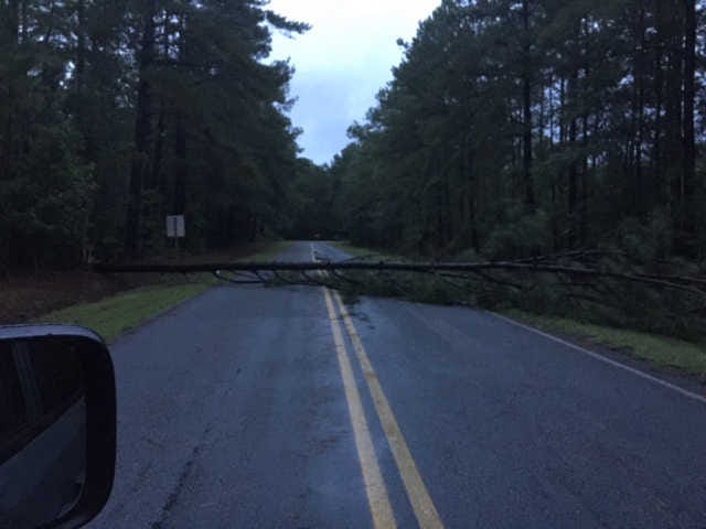 Courtesy Andrew Lawrence/Special to Jasper County Sun TimesA tree fell on Pine Arbor Road in Hardeeville last Friday as Tropical Storm Hermine came through Jasper County.