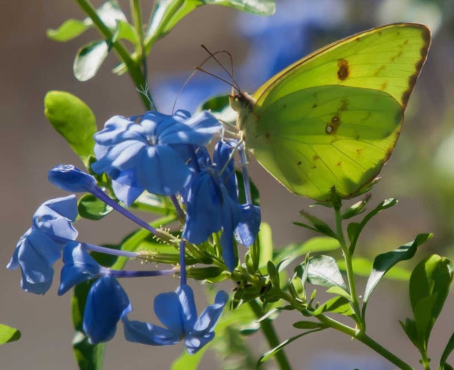 The yellow Cloudless Sulphur butterfly creates a natural complementary color scheme with the Cape Plumbago. (Photo by Norman Winter/For Savannah Morning News)