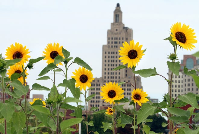 Sunflowers brighten empty land once occupied by Route 195 in Providence. PROVIDENCE JOURNAL/BOB BRIEIDENBACH