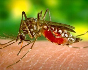 This a female Aedes aegypti mosquito. Photo by: James Gathany, Center for Disease Control and Prevention