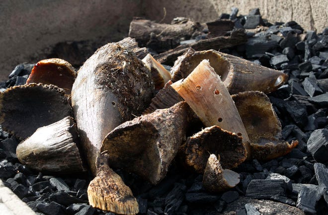 Rhino horns and cutting from the San Diego Zoo Safari Park where they had been collecting over the years were part of the material being burned to keep it from falling in to the wrong hands. (John Gibbins/U-T San Diego via AP)