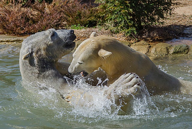 The courtship of Nikita and Anana has been a popular storyline for the N.C. Zoo in 2016.