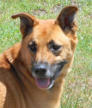 Todd is a 5-year-old neutered male shepherd mix.