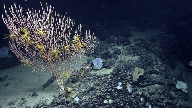 FILE - This undated file photo released by the National Oceanic and Atmospheric Administration made during the Northeast U.S. Canyons Expedition 2013, shows corals on Mytilus Seamount off the coast of New England in the North Atlantic Ocean. President Barack Obama will establish Sept. 15, 2016, the first national marine monument in the Atlantic. The move is designed to permanently protect nearly 5,000 square miles of underwater canyons and mountains off the coast of New England. White House officials say the designation will ban commercial fishing, mining and drilling, though a 7-year exception will occur for the lobster and red crab industries. The designation of the Northeast Canyons and Seamounts Marine National Monument marks the 27th time Obama has acted to create or expand a national monument. (NOAA Office of Ocean Exploration and Research via AP, File)