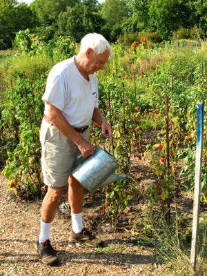 Eric Nelson waters his heirloom tomatoes at the Hugh Cargill Community Garden. Courtesy Photo