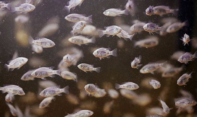 Young tilapia swim in a fish tank in Powell. The fish is popular in Ohio aquaculture because it is easy to raise.