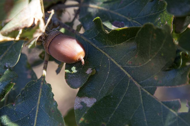 An acorn on an oak tree.