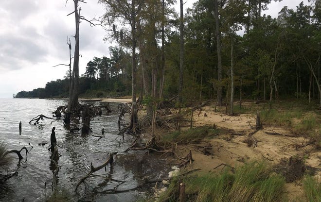 The N.C. Coastal Land Trust recently completed the purchase of about 90 acres along the Neuse River between Carolina Pines and Stately Pines.