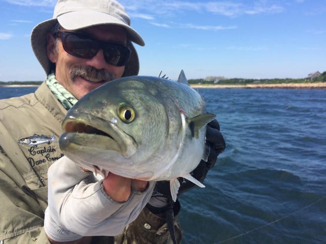 Guide Dave Cornell offers a close-up view of a sharp-toothed bluefish that was boated on one of his recent charter trips. Contributed photo