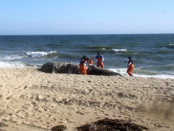 Whale researchers perform a necropsy on a dead male humpback whale on an Edgartown beach on Martha's Vineyard. Photo by International Fund for Animal Welfare. For the activities depicted, IFAW operates under a federal Stranding Agreement issued by the National Oceanic and Atmospheric Administration.