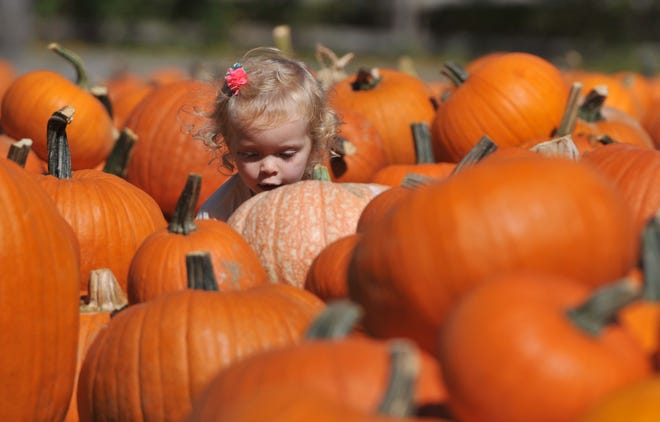 Harper Monahan, then 2, had a big choice to make at a past pumpkin patch on the lawn of the West Yarmouth Congregational Church. STEVE HEASLIP/CAPE COD TIMES