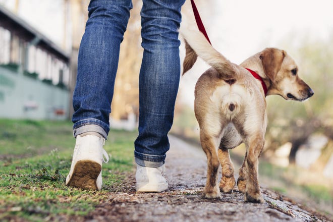 If your dog is distracted by another dog mid-walk, say “leave it” and pull the leash back in toward your body while continuing to walk at a brisk pace. ISTOCK