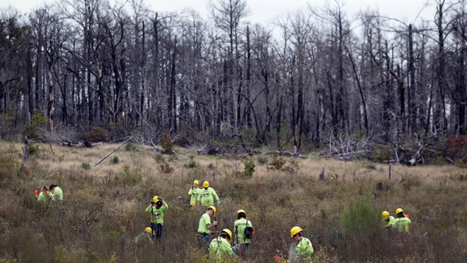 Dead trees loom in the background as KOA members take time from their convention to plant loblolly pine seedlings on Wednesday, November 20, 2013, in Bastrop. DEBORAH CANNON / AMERICAN-STATESMAN