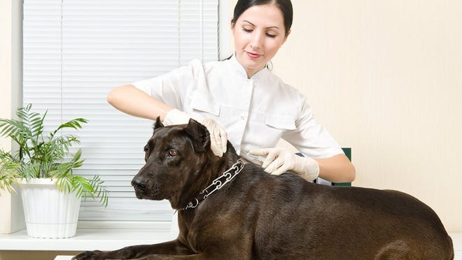A veterinarian microchips a dog through an injection in the pet’s back in between the shoulders. CONTRIBUTED