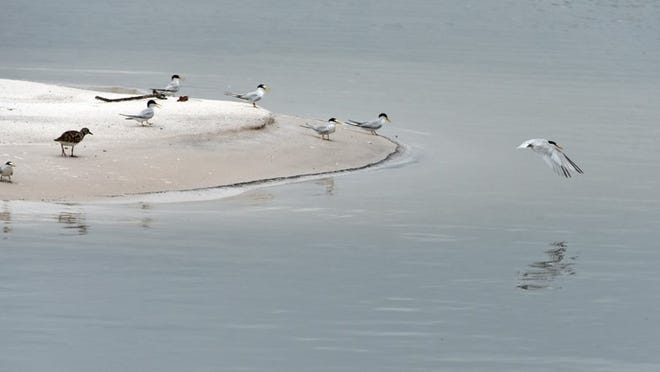 A flock of least terns have nested on a new grass lands project in the Intracoastal near the Palm Beach Par 3.