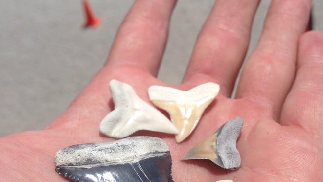 Here are shark teeth found at Midtown Beach by lifeguard Kyle Vander Plaat the first week of May after dredging. White shark teeth are typically fresh, while the fossilized teeth, as a result of being surrounded by minerals, are denser, heavier and a variety of colors, from light brown to black.