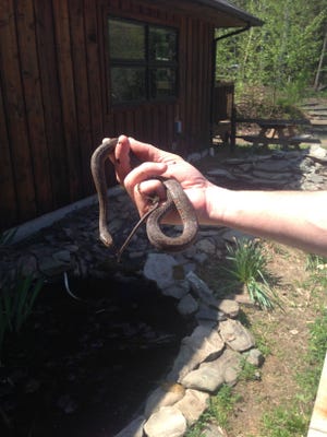 Learn more about snakes, such as this Northern water snake, on Sunday at the Kettle Creek Environmental Education Center in Bartonsville. (Photo provided)