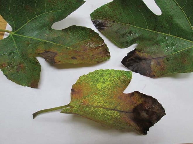 Deterioration of tree and shrub leaves should not be of concern as we move into fall. On this fig tree growing at the agricultural building, only a small percentage of older leaves demonstrated the symptoms in the photo. This would be considered normal for the time of year, and not a cause for concern.
