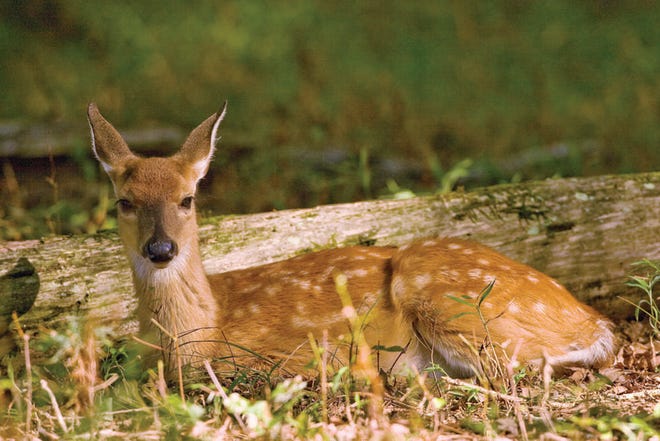 Migrating and breeding deer can cause problems on roadways and in gardens during the fall. Kansas Wildlife, Parks and Tourism says motorists should be on the lookout for the animals around dawn and dusk.