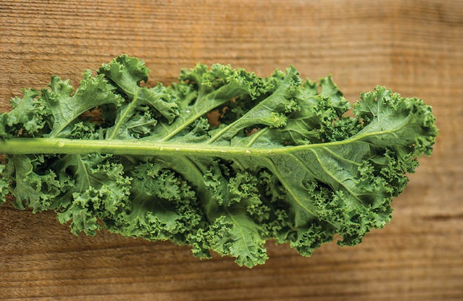 Kale is among the vegetables that can be planted and grown in the fall. Other late-season crops include broccoli, brussel sprouts, cabbage and lettuce.