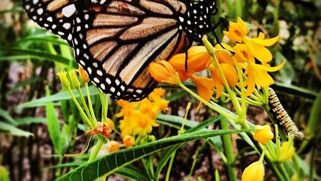 A monarch butterfly visits a milkweed plant. Planting milkweed is among the best ways that home gardeners can help these colorful butterflies survive. Staci Sturrock/Palm Beach Post file photo