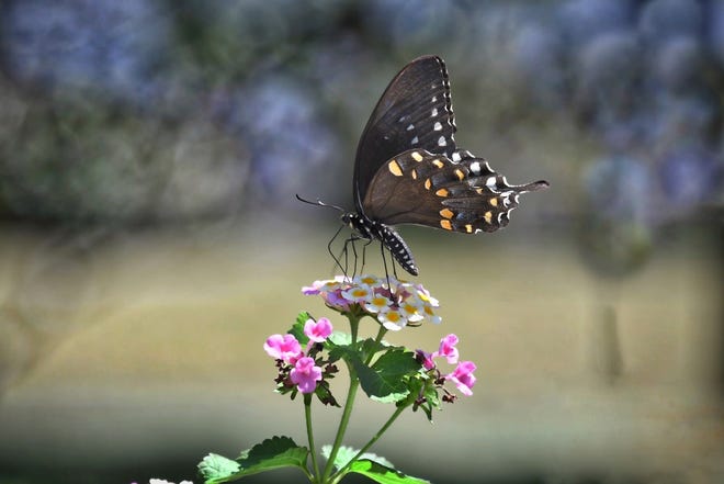 Klaus Ritter/Special to Jasper County Sun Times Klaus Ritter captured this butterfly enjoying the day.