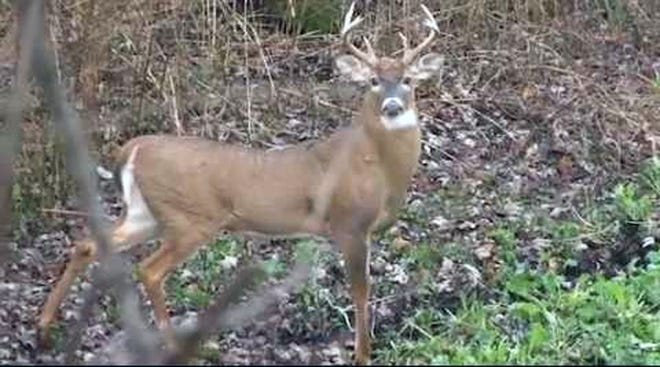 Archery season begins Saturday and the deer herd of south-central Michigan looks fat and healthy. Courtesy Photo