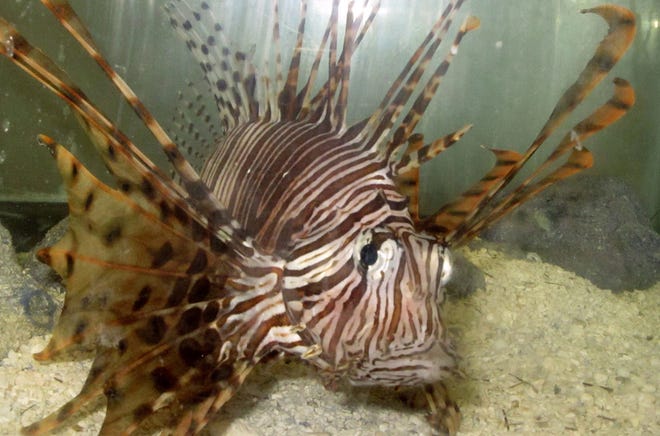 The lionfish is an invasive species that Florida wildlife experts say may hurt native species and habitat. Some Gainesville restaurants are participating in a promotion to come up with interesting dishes using the fish, in an effort to thin their numbers. (Bruce Smith/AP file photo)