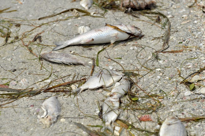 Dead fish dot the shoreline on Lido Beach on Monday, Sept. 26, 2016. Herald-Tribune archive / 2016 / Mike Lang