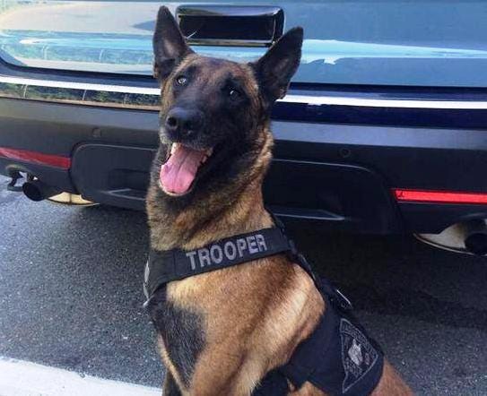 State Police K9 Scully helped to track a woman who fled led police on a chase while drugged driving in Brockton, police said, on Tuesday, Sept. 28, 2016.