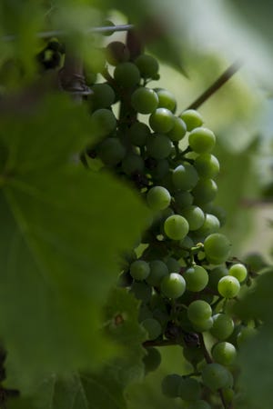 Grapes grow on the vine Wednesday, July 6, 2016, at the DC Estate Winery in South Beloit. MAX GERSH/STAFF PHOTOGRAPHER/815/RRSTAR.COM/THE JOURNAL-STANDARD