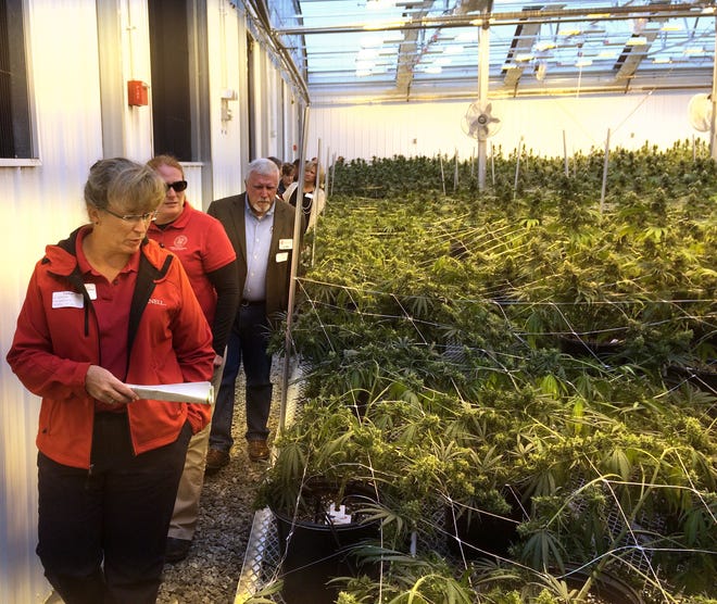 Maire Ullrich of the Cornell Cooperative Extension in Middletown leads the way through a marijuana grow room at PharmaCannis in Hamptonburgh. More than 6,000 plants grow beneath 58,000 watts of light. About 100 kilos of marijuana are dried every two-and-a-half weeks. JAMES WALSH/TIMES HERALD-RECORD
