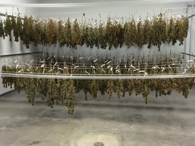 Marijuana plants drying at PharmaCannis in Hamptonburgh. Each plant carries a tagged bar code with which it can be traced through the growing process. JAMES WALSH/TIMES HERALD-RECORD