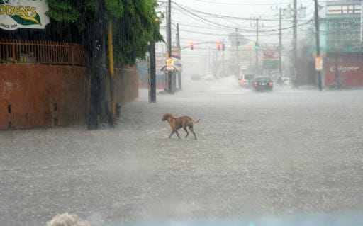A dog crosses a street under heavy rain in downtown Kingston, Jamaica, Sunday Oct. 2 , 2016. An extremely dangerous Hurricane Matthew is moving slowly over the Caribbean. It's following a track that authorities are warning could trigger devastation in parts of Haiti.