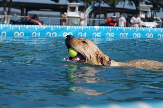 Max the yellow Lab retrieves his ball. Owned by Jessica Raggi, Max was one of the walk-ons.