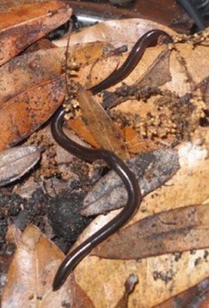 The Brahminy blind snake looks like a worm and moves like a snake. Native to Asia, this tiny nonvenomous snake is making a home in coastal Georgia, but doesn't appear to be a threat to native species. (Photo courtesy Georgia DNR)