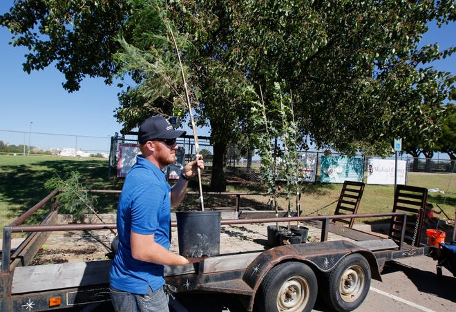 Zach Paty, with the Edmond Urban Forestry Department, carries a bald cypress during a tree giveaway at Hafer Park. [PHOTO BY STEVE GOOCH, THE OKLAHOMAN]