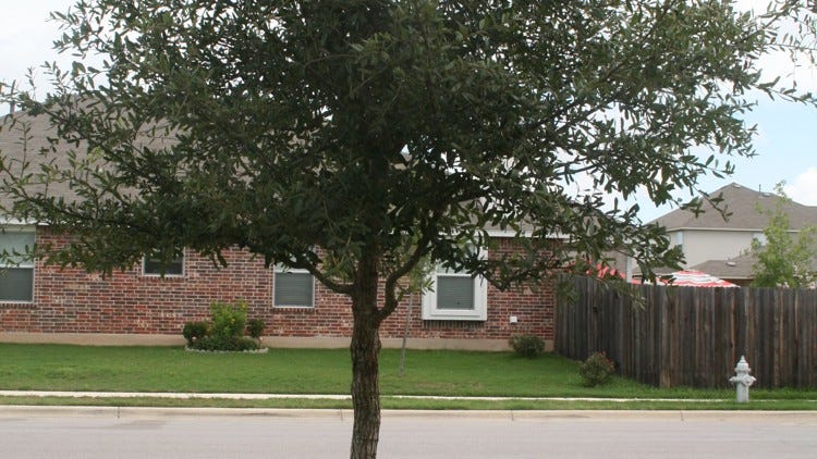 Pruning live oaks can be done now if done right