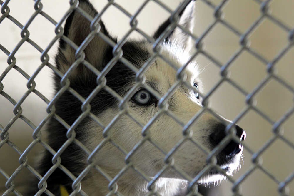 Euthanasia in progress': Shelter director blames owner irresponsibility Euthanasia in progress': Shelter director blames owner irresponsibility