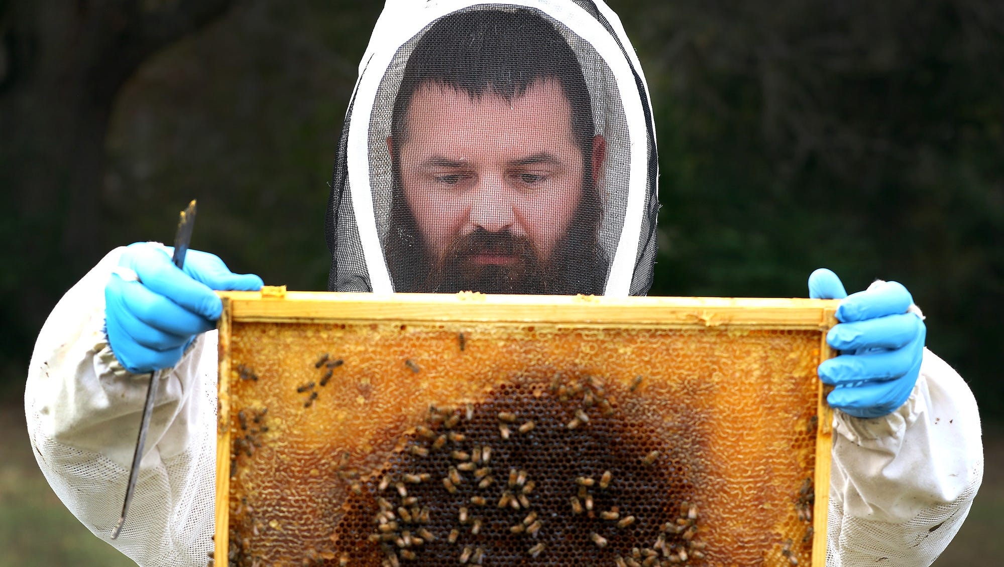 The buzz on beekeeping
