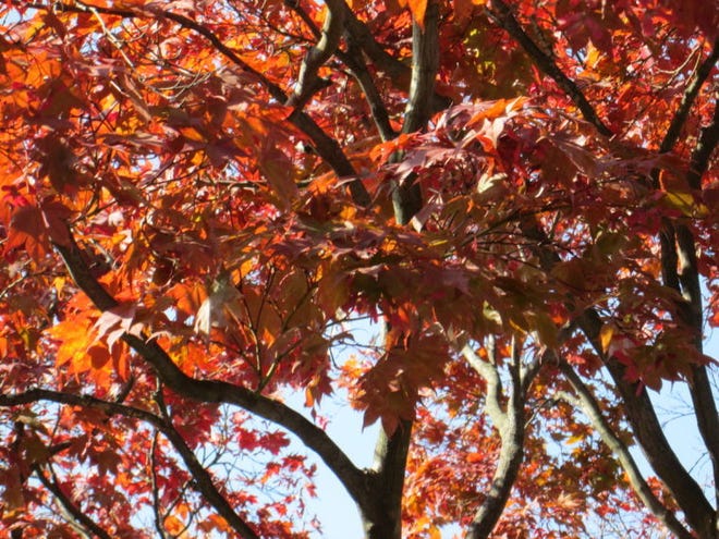 (File) Willow Grove resident David Lynch took this photo of a tree near Blair Mill Road.