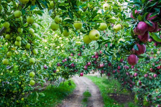 According to the Washington Apple Commission, who is over 175,000 acres of apple orchards in the state of Washington, the average U.S. consumer eats about 19 pounds of fresh apples a year. Photo courtesy of the Washington Apple Commission.