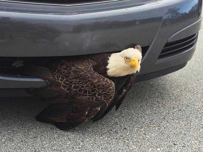 This Saturday, Oct. 8, 2016 photo provided by the Clay County Sheriff's Office shows a bald eagle wedged in a vehicle near Green Cove Springs, Fla. The bird was freed unharmed after a passing motorist noticed the bird. (Billi West/Clay County Sheriff's Office via AP)