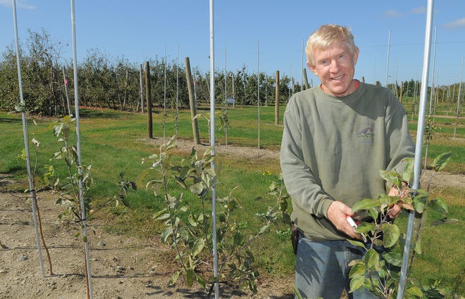 Sweet Berry Farm owner Jan Eckhart tends to his new honey crisp vines last week at the Middletown farm.