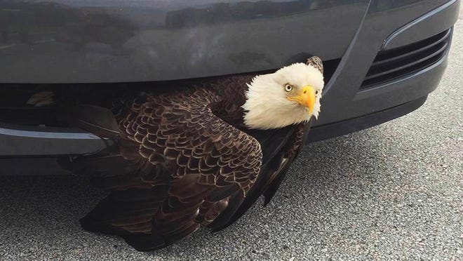 This Saturday, Oct. 8, 2016 photo provided by the Clay County Sheriff's Office shows a bald eagle wedged in a vehicle near Green Cove Springs, Fla. The bird was freed unharmed after a passing motorist noticed the bird. (Billi West/Clay County Sheriff's Office via AP)