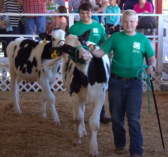 Two participants in the 4-H Dairy Steer Project showcase their calves at the Cleveland County Fair on Sunday. Special to The Star.