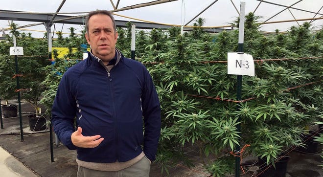 Beau Whitney, a vice president of Golden Leaf, a cannabis company, discusses on the company's 97-acre property near Aurora, Ore., on Oct. 4, 2016 how a county ban on recreational marijuana has harmed the company's business. Whitney stands in a greenhouse with marijuana grown for medical patients.