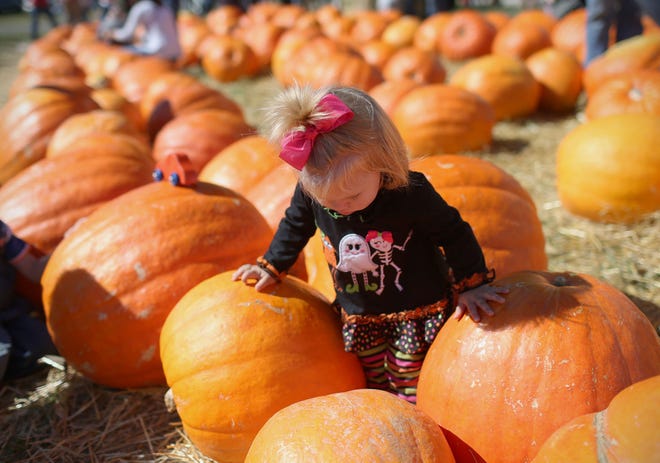 Presley Swanson, 1, of Fayette, explores large pumpkins Saturday at Hackman's Produce in Hartsburg during the 25th annual Hartsburg Pumpkin Festival. The festival, which continues Sunday, has already drawn thousands to the small town.