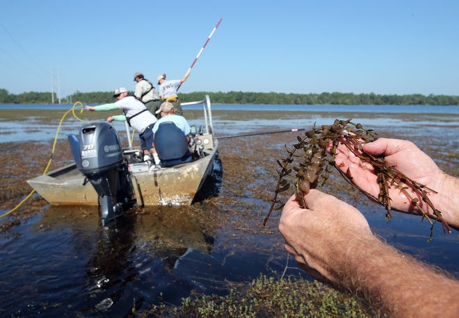 Chris Paxton, regional fisheries biologist with the FWC, holds lemon bacopa in Deer Point Lake. The Bay County Commission has approved a 100-day drawdown of the lake this year, double the time of the typical winter drawdown. NEWS HERALD FILE PHOTO