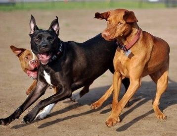(File) Dogs chase each other in the Morrisville Dog Park. Lower Makefield officials are taking steps to build a dog park in that township.